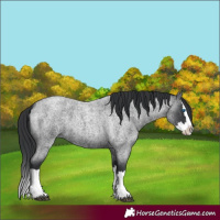 Horse Color:Blue Roan Splash