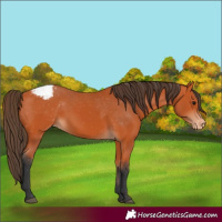Horse Color:Bay Appaloosa