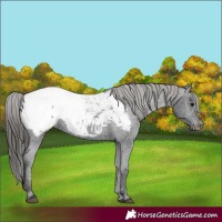 Horse Color:Black Appaloosa 