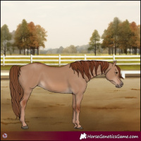 Horse Color:Red Dun 