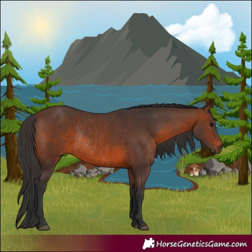 Horse Color:Brown Rabicano  and Brown Rabicano 