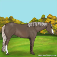 Horse Color:Silver Black 