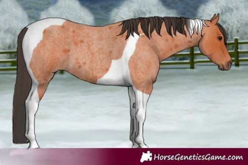 Horse Color:Bay Roan Tobiano