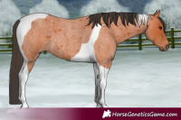 Horse Color:Bay Roan Tobiano