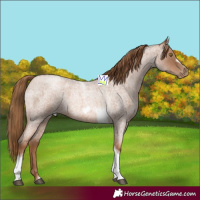 Horse Color:Liver Red Roan Pearl Tobiano Frame 