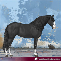 Horse Color:Black 
