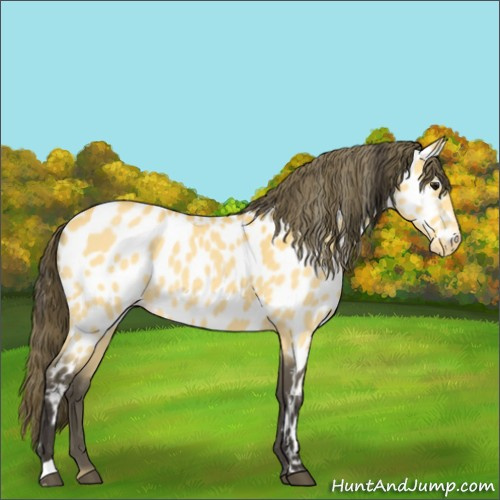 Horse Color:Buckskin Near Leopard 