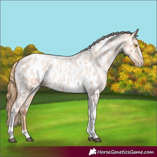 Horse Color:Red Roan Pearl Tobiano Frame Near Leopard