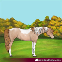 Horse Color:Red Roan Pearl Tobiano Frame