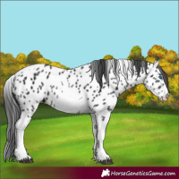 Horse Color:White Spotted Black Splash Tobiano Frame Appaloosa 