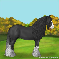 Horse Color:Black Splash