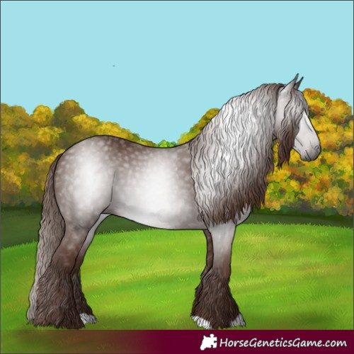 Horse Color:Gray Chestnut 