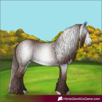 Horse Color:Gray Chestnut 