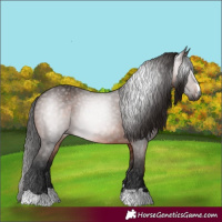 Horse Color:Gray Bay