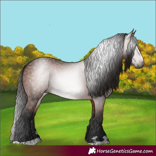 Horse Color:Gray Bay 