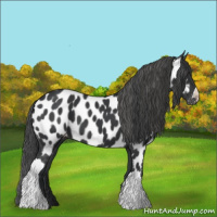 Horse Color:Black Near Leopard 