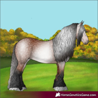 Horse Color:Gray Bay 