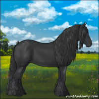 Horse Color:Black 