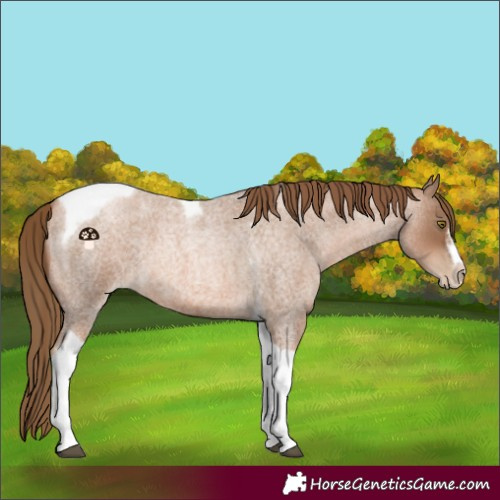 Horse Color:Liver Red Roan Pearl Tobiano Frame 