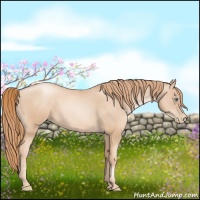 Horse Color:Gold Champagne Pearl Rabicano  and Gold Champagne Pearl Rabicano 