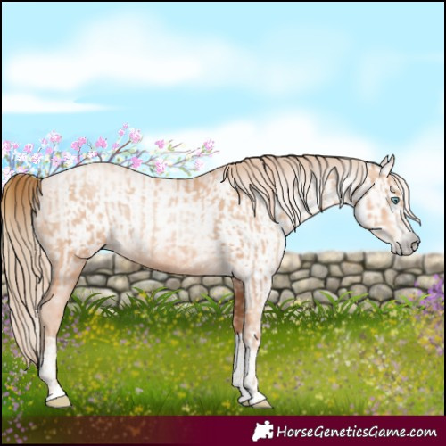 Horse Color:Gold Champagne Pearl Rabicano and Gray Gold Champagne Pearl Rabicano