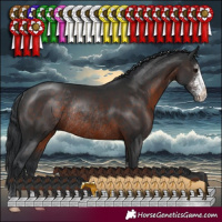 Horse Color:Brown Sabino Rabicano 