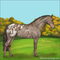 Horse Color:Liver Red Dun  and Liver Red Dun Appaloosa 