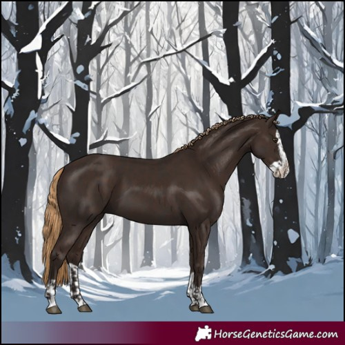 Horse Color:Liver Chestnut  and Liver Chestnut Splash 