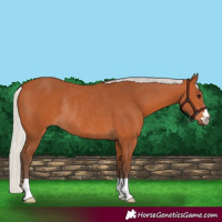 Horse Color:Silver Bay Rabicano