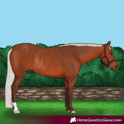 Horse Color:Silver Brown Rabicano 