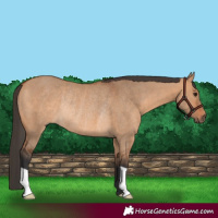 Horse Color:Bay Dun Rabicano 