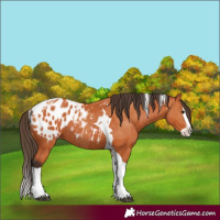 Horse Color:Bay Splash Tobiano Appaloosa  and Bay Splash Tobiano Appaloosa 
