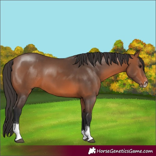 Horse Color:Bay Sabino 