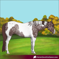Horse Color:Chocolate Black Ice Tobiano
