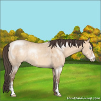 Horse Color:Amber Champagne Dun Sabino Rabicano