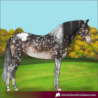 Horse Color:Brown Tobiano Appaloosa Rabicano 