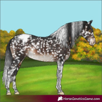Horse Color:Brown Tobiano Appaloosa Rabicano