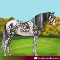 Horse Color:Brown Tobiano Appaloosa Rabicano 