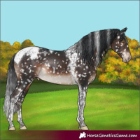 Horse Color:Brown Tobiano Appaloosa Rabicano 