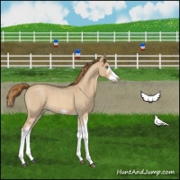 Horse Color:Red Dun Roan Splash Frame Rabicano 