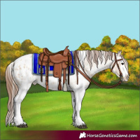 Horse Color:Bay Dun Sabino Splash Appaloosa 