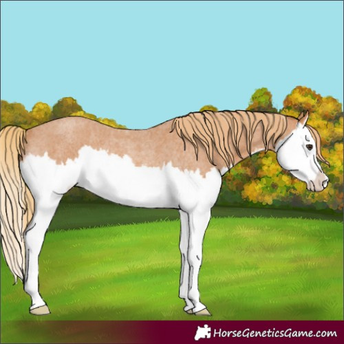 Horse Color:Red Roan Splash Rabicano 