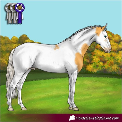 Horse Color:Palomino Splash Tobiano Frame 