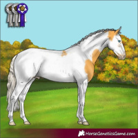 Horse Color:Palomino Splash Tobiano Frame 