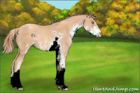 Horse Color:Gold Champagne Sabino 