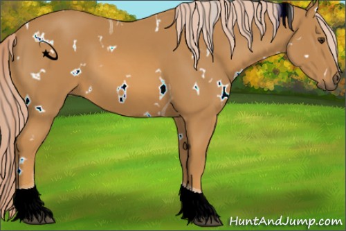 Horse Color:Unknown 