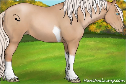 Horse Color:Unknown 