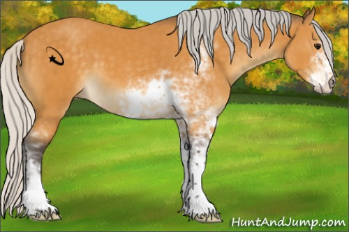 Horse Color:Unknown 