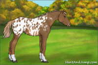 Horse Color:Chocolate Palomino Tobiano Appaloosa 