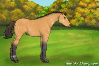 Horse Color:Buckskin 